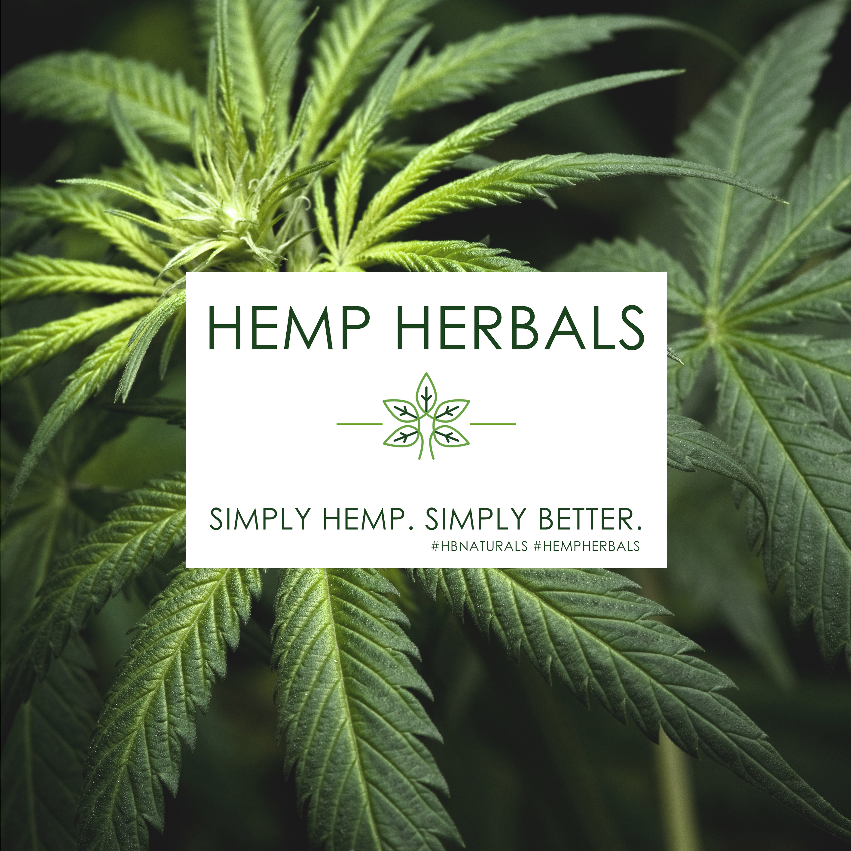 Discover Hb Naturals Cbd And Black Seed Oil Organic Products 